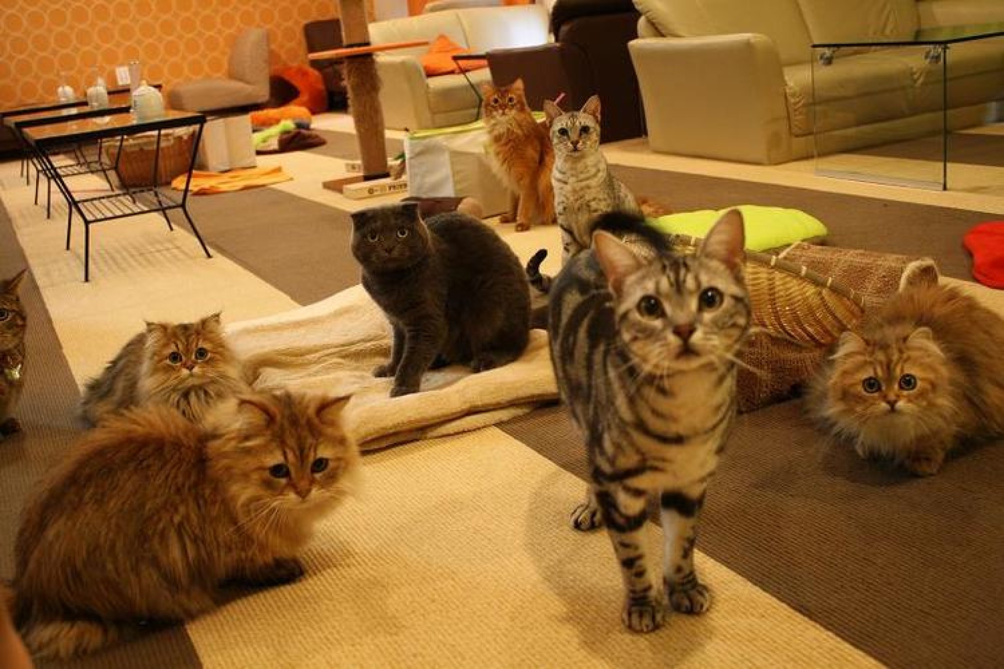 Pet Cafes